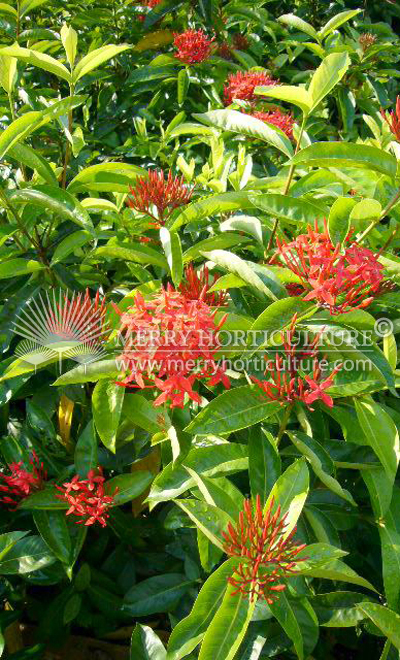 Ixora super king